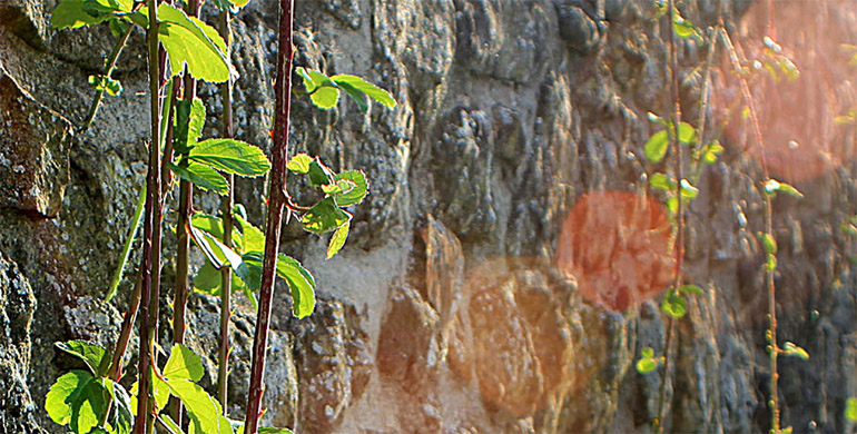 dornen einer burgmauer