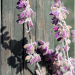 Blüten im Licht