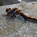Libelle in voller Pracht