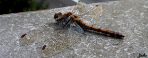 Libelle auf Stein
