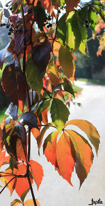 weinblaetter im herbst