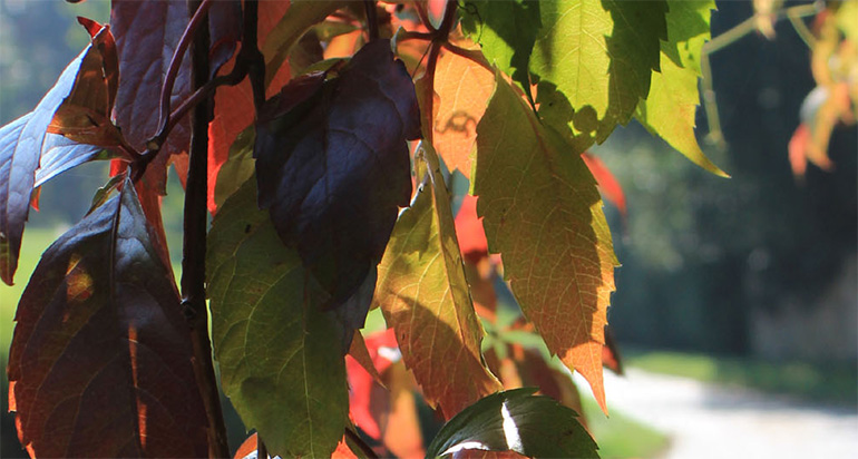 Weinblätter im Herbst Vorschaubild