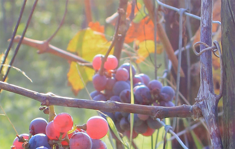 weintrauben in der sonne