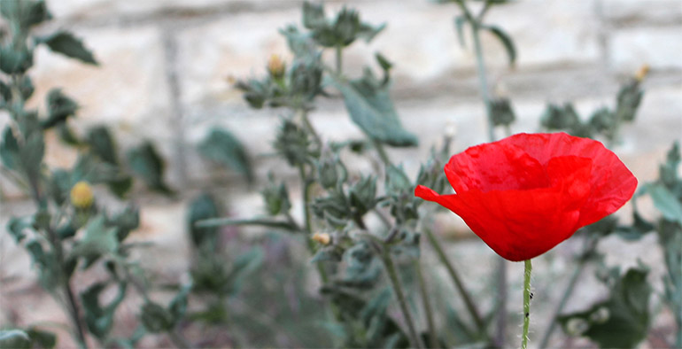 rote mohnblume