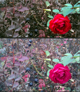 Rose im Gebuesch