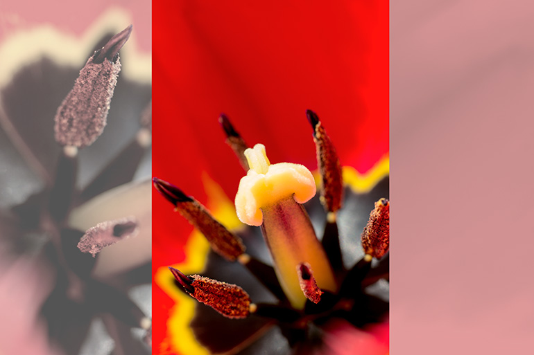rote tulpe mit bluetenstaub