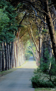 Allee in Kroatien