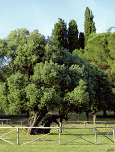 Alter Olivenbaum in Kroatien