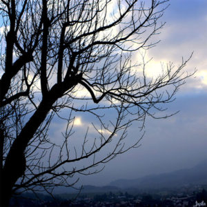 Baum am frühen Abend