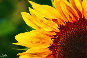 Farbenfrohe Sonnenblume