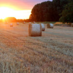 Sonnenuntergang im Feld