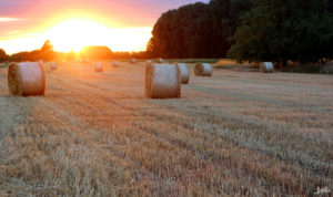 Feld im Sonnenuntergang