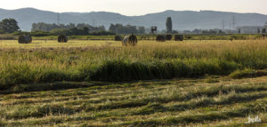 Ein Feld nach dem Mähen