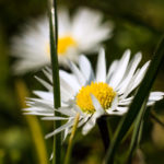 Gänseblümchen im Sonnenschein