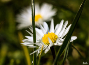 Gänseblümchen in der Sonne