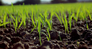 Gras auf dem Feld