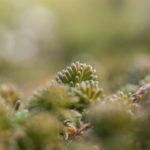 Kleiner Wald am Boden