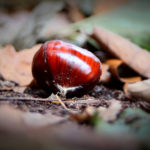 Kastanie im Herbstlaub