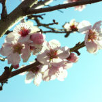 Kirschblüte im Sonnenlicht