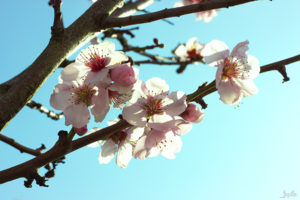 Kirschblüten im Sonnenlicht