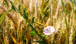 Kleine rosa Blüte im Kornfeld
