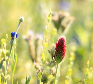 Kleine rote Blüte am Feldrand