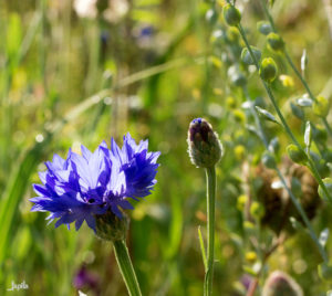 Kornblume im Licht