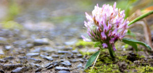 Lila Klee Blüte