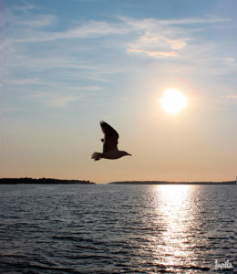 Möwe vor der Abendsonne