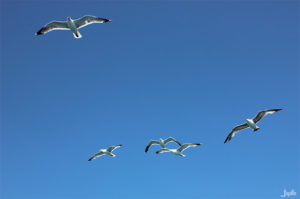 Möwen am Himmel