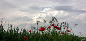 Mohnblumen im Feld