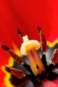 Nahaufnahme einer Tulpe
