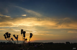 Pflanze vor dem Sonnenuntergang