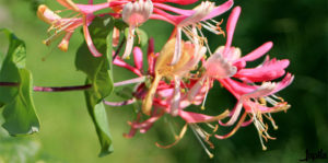 Rosa Blüte im Garten