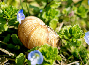 Schneckenhaus im grünen Gras