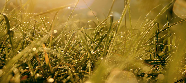 Tau auf Gras am Morgen