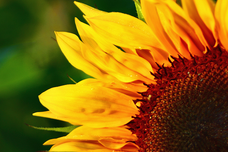 Vorschaubild einer Sonnenblume