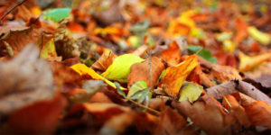 Waldboden im Herbst