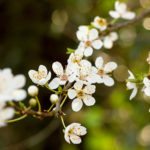 Weiße Blüten im Frühling