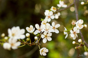 Weiße Blüten am Ast