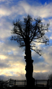 Baum vor Abendsonne