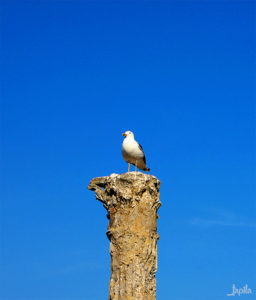 Möwe auf einer Säule