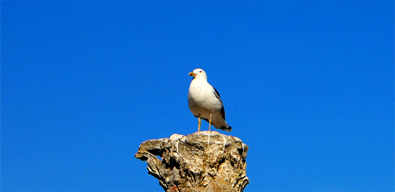 Möwe Vorschaubild