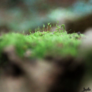 Moos im Wald