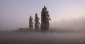 Baeume-im-Nebel-am-Morgen