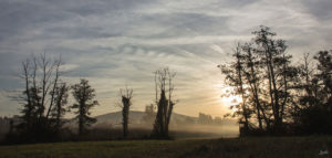 Feldrand-im-Nebel