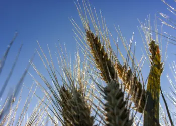 Ähre vor blauem Himmel