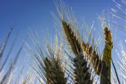 Ähre vor blauem Himmel