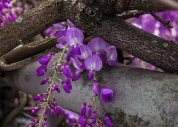 Blauregen wickelt sich um ein Geländer