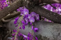 Blauregen wickelt sich um ein Geländer